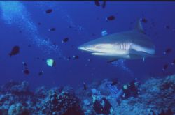 On patrol as divers fight against the current, it seems t... by Jerry Hamberg 